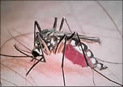 Picture of a mosquito