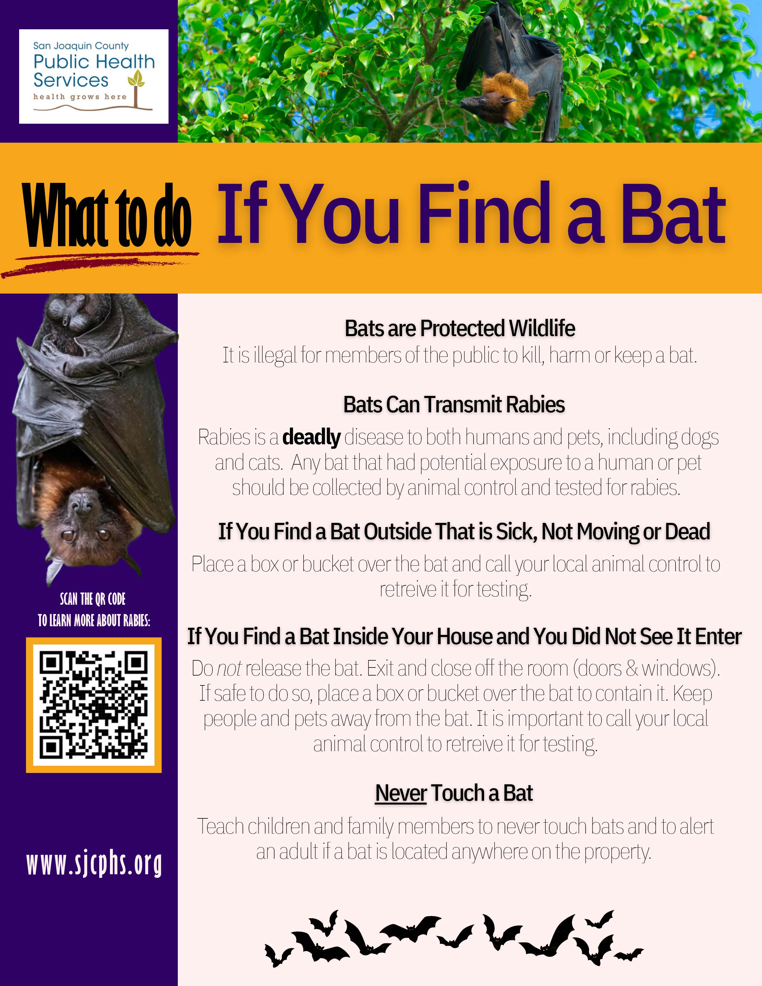 What To Do If You Find a Bat